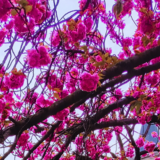 BUONA PASQUA!